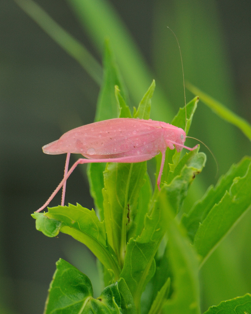 Pink Katydid Wallpapers - Wallpaper Cave