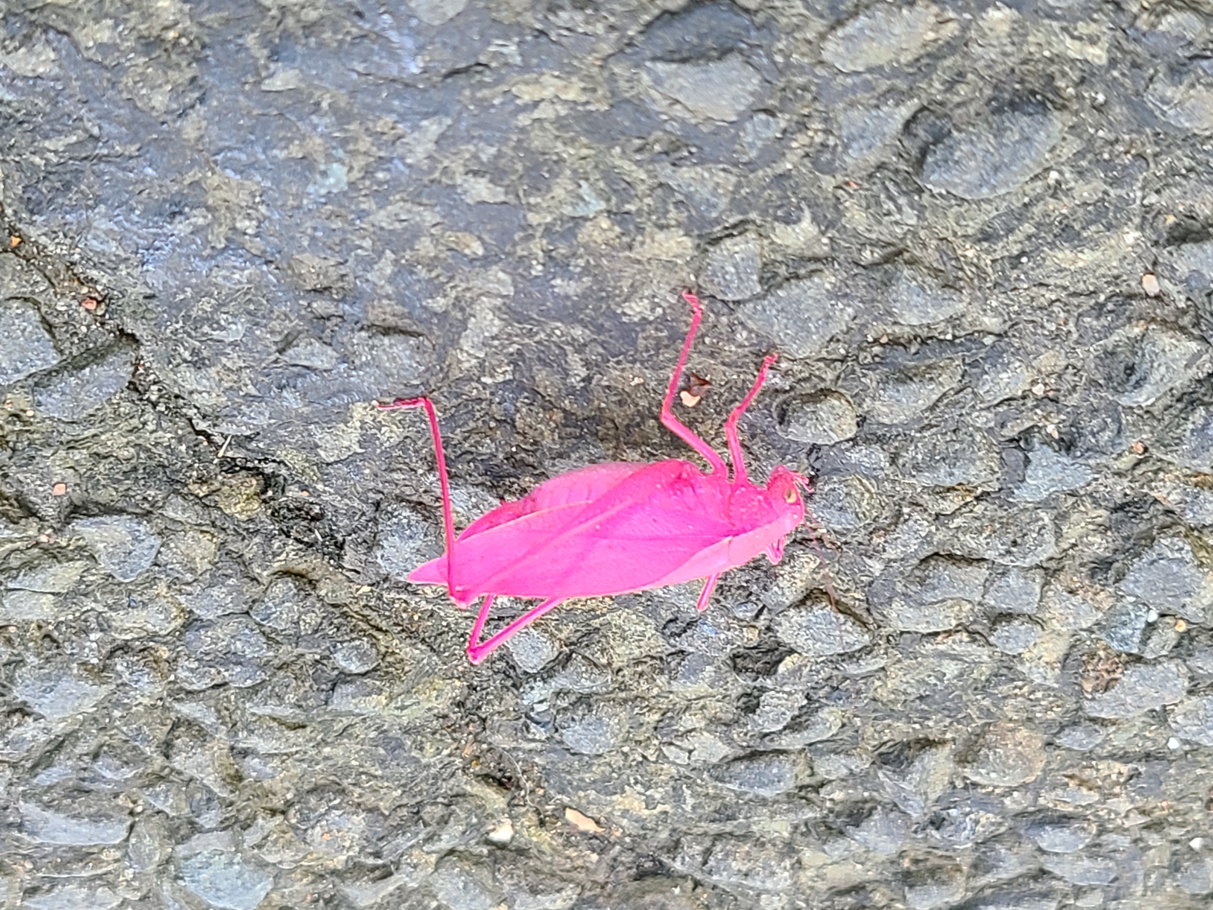 Pink grasshopper' found in Guilford. And yes, researchers say it's real