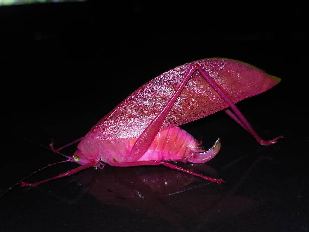 The mesmerizing and unusual shades of the pink grasshopper