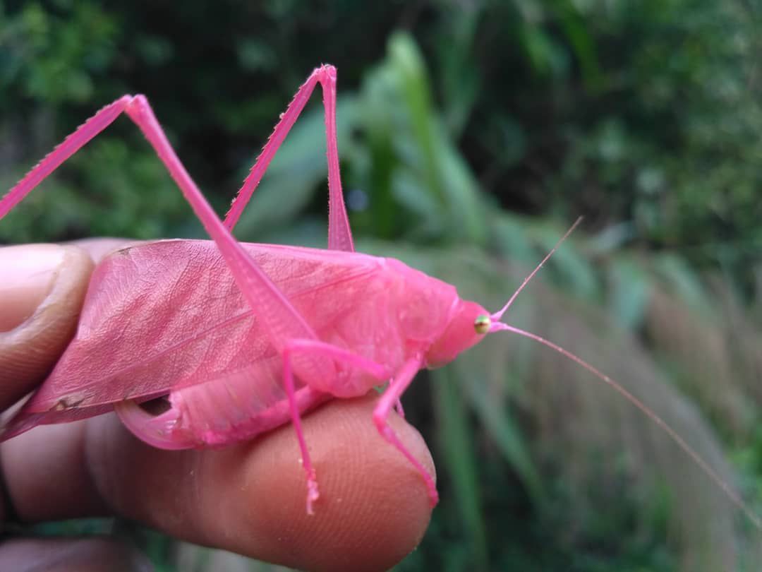 The mesmerizing and unusual shades of the pink grasshopper