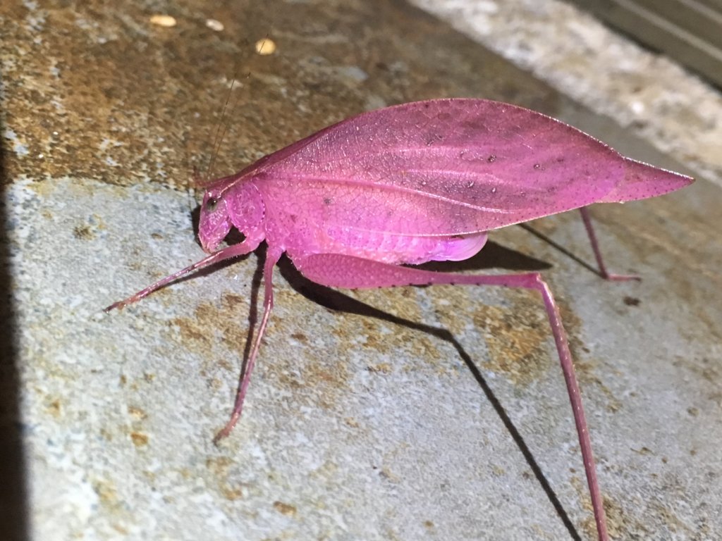 Pink Katydid Wallpapers - Wallpaper Cave