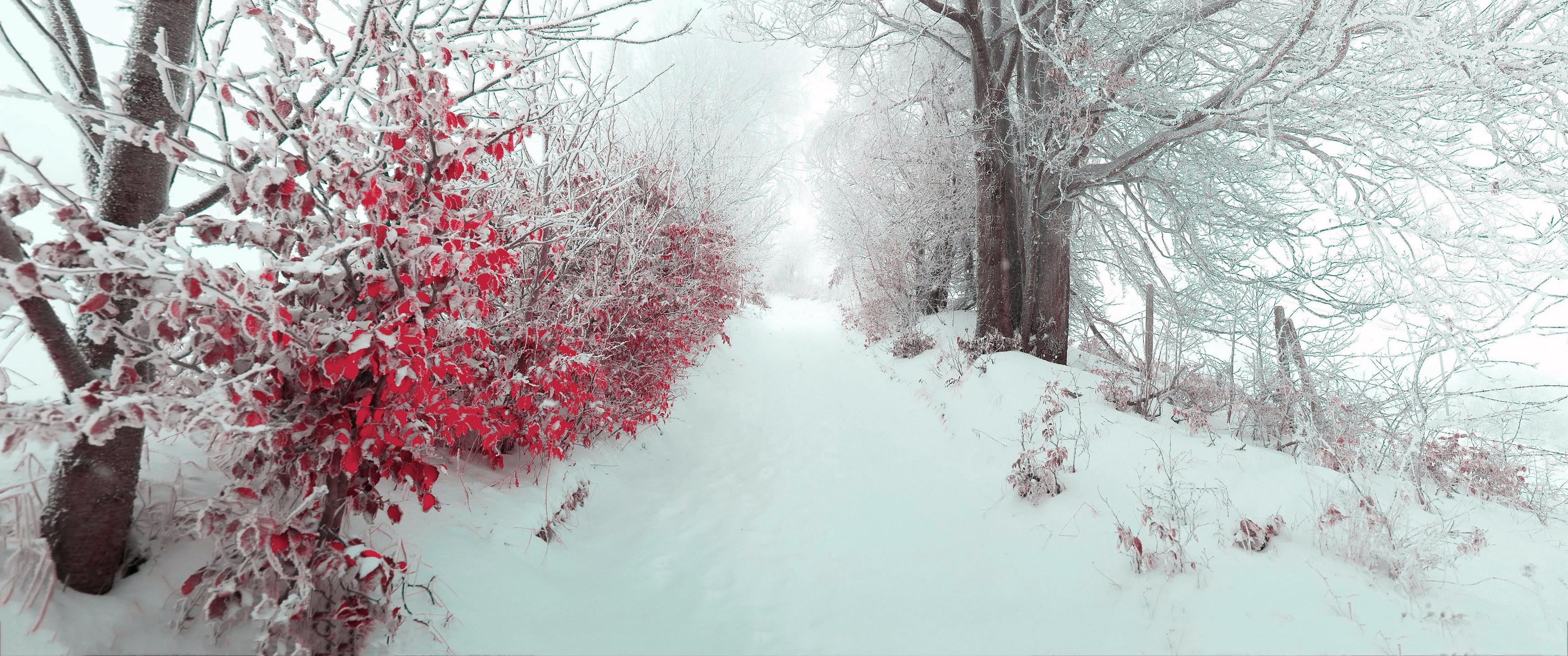 Winter Lane [3440x1440]