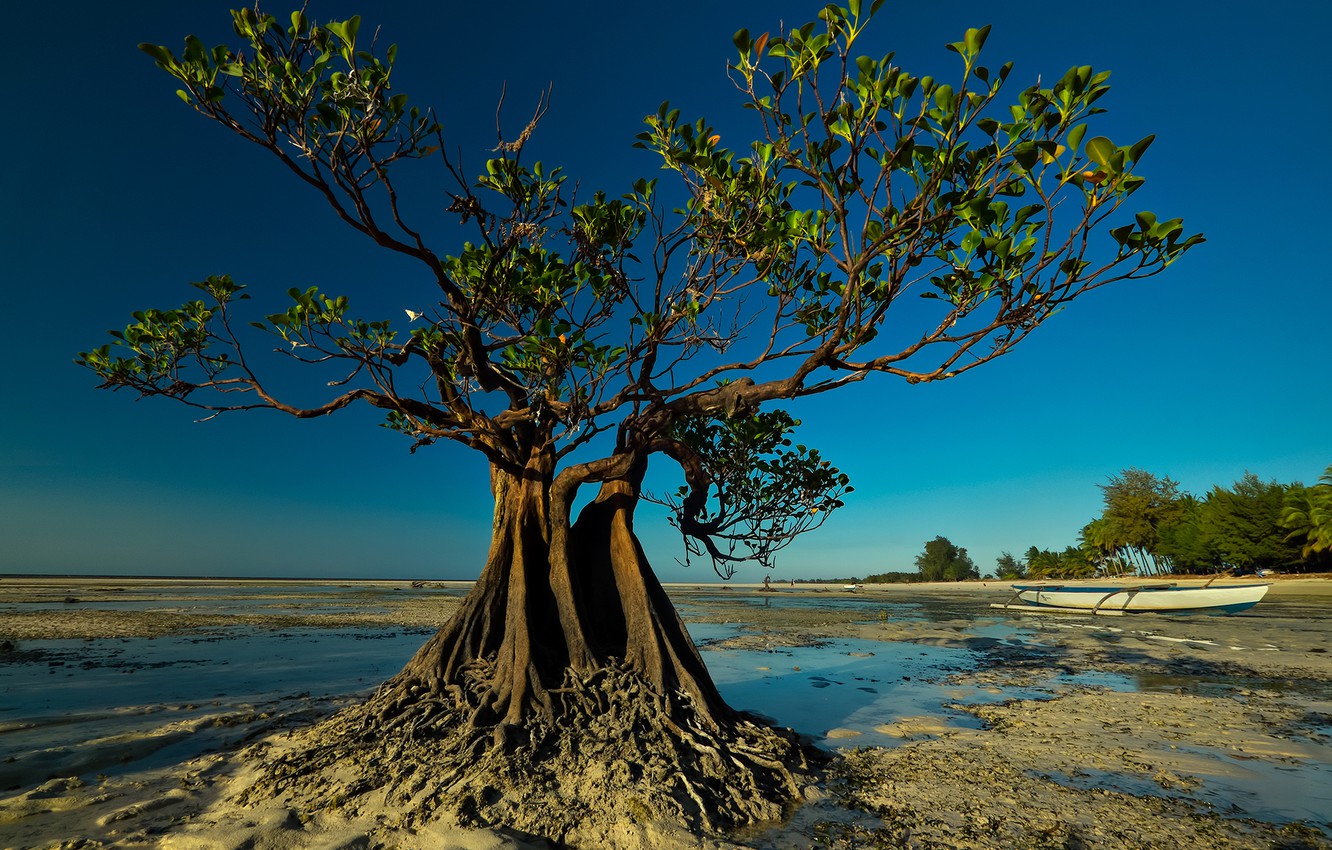 Wallpaper tree, boat, tide, Indonesia, Walakiri Beach image for desktop, section пейзажи