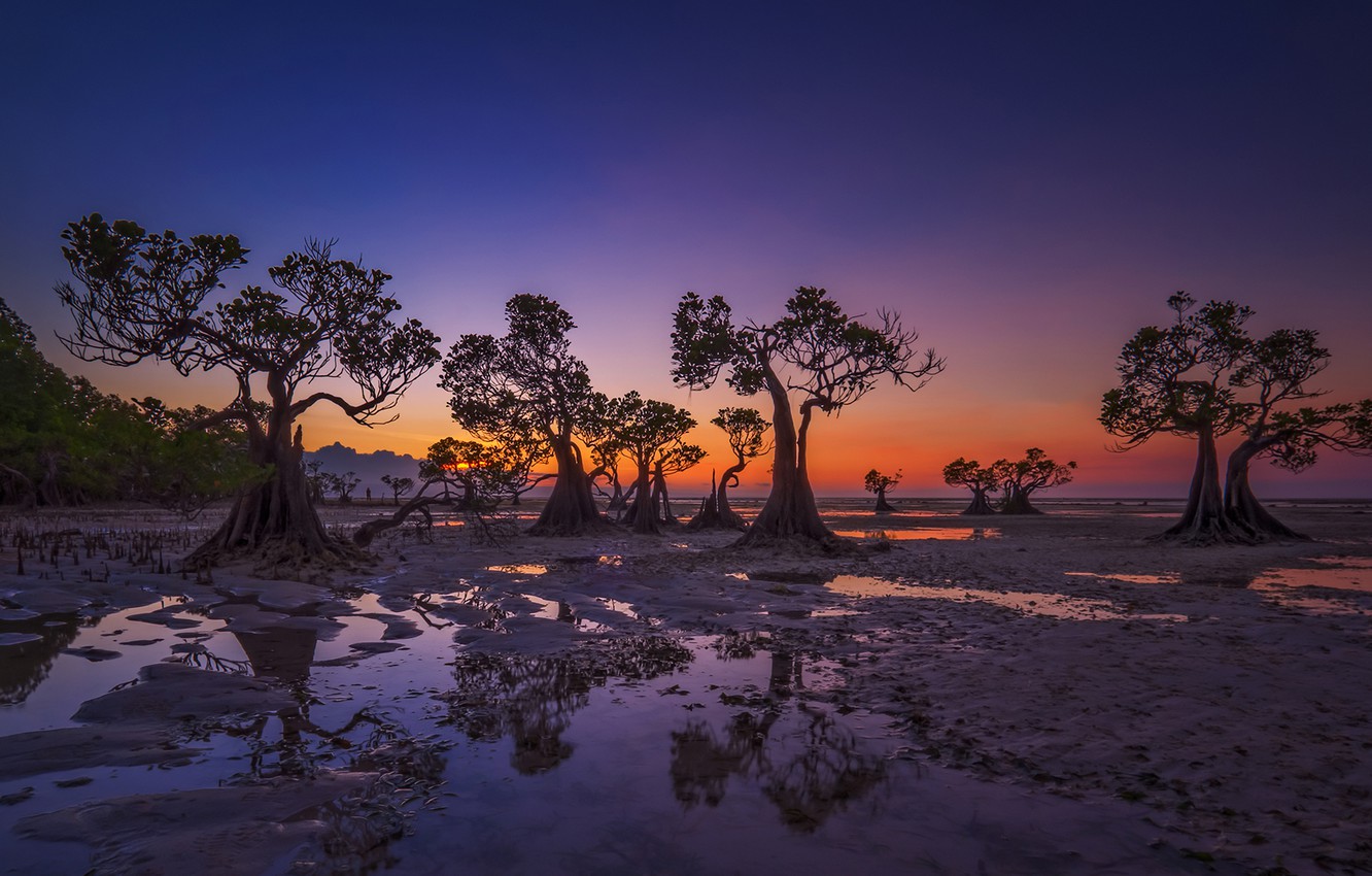 Wallpaper trees, the evening, tide, Indonesia, glow, Walakiri Beach image for desktop, section природа