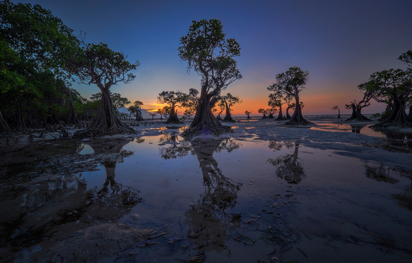 Wallpaper trees, the evening, tide, Indonesia, glow, Walakiri Beach image for desktop, section природа
