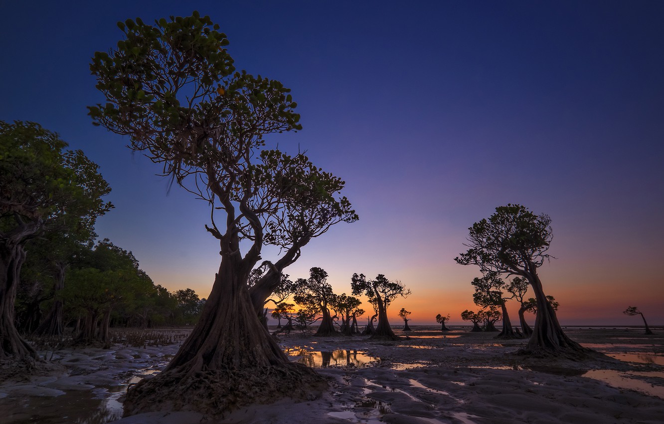 Wallpaper trees, the evening, tide, Indonesia, glow, Walakiri Beach image for desktop, section природа