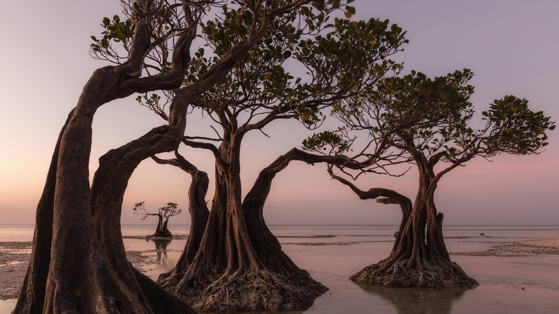 Mangrove trees at Walakiri Beach during sunset, Sumba Island, East Nusa Tenggara, Indonesia. Windows 10 Spotlight Image