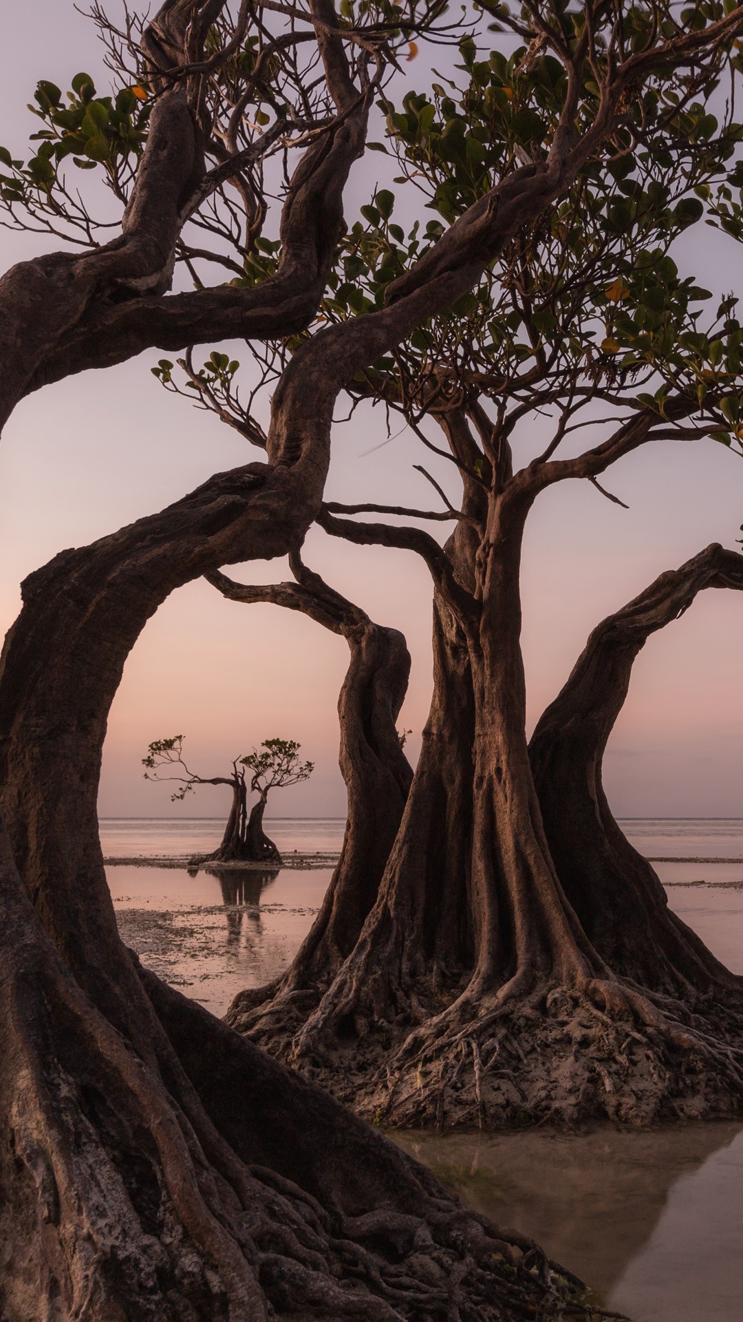 Mangrove trees at Walakiri Beach during sunset, Sumba Island, East Nusa Tenggara, Indonesia. Windows 10 Spotlight Image