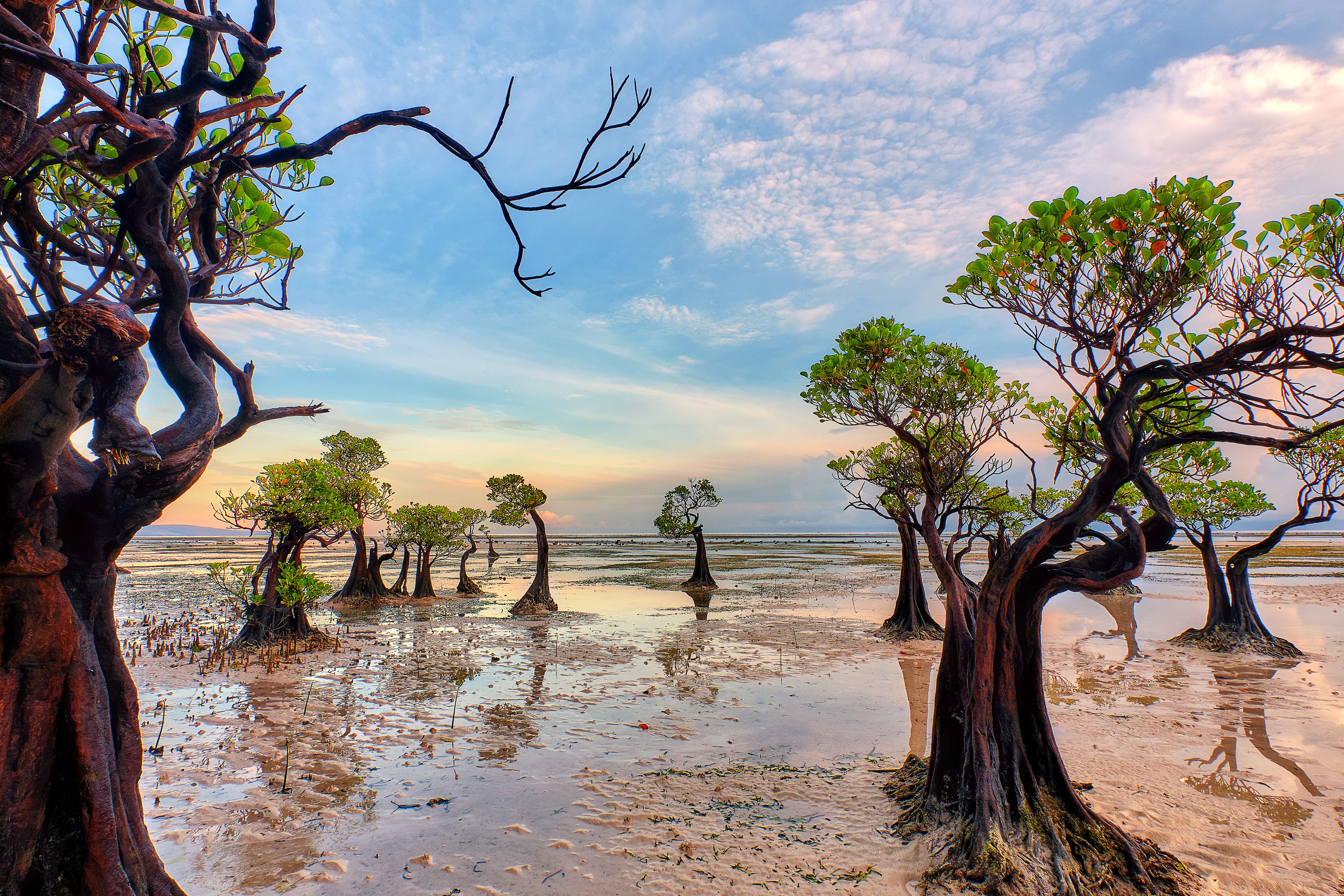 Mangrove Photography Awards 2020