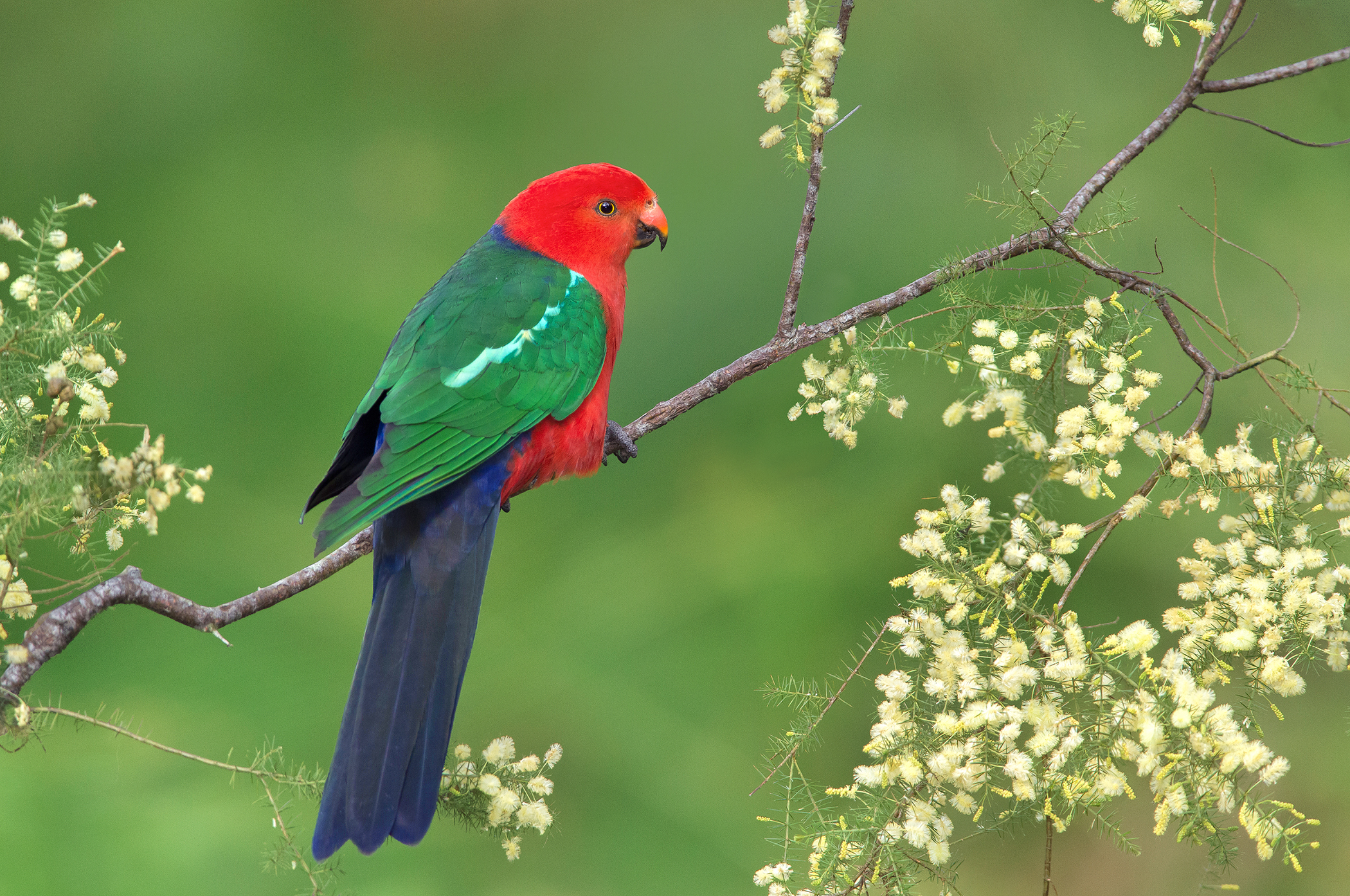 Australian King Parrot