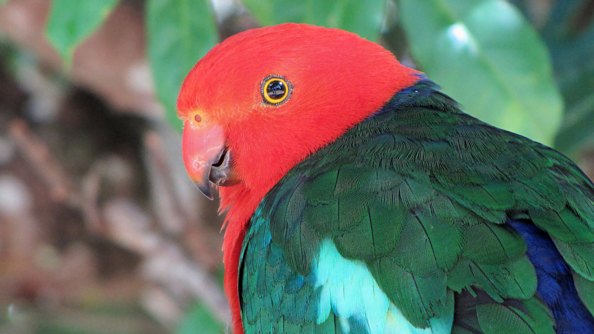 Australian King Parrot Wallpapers - Wallpaper Cave