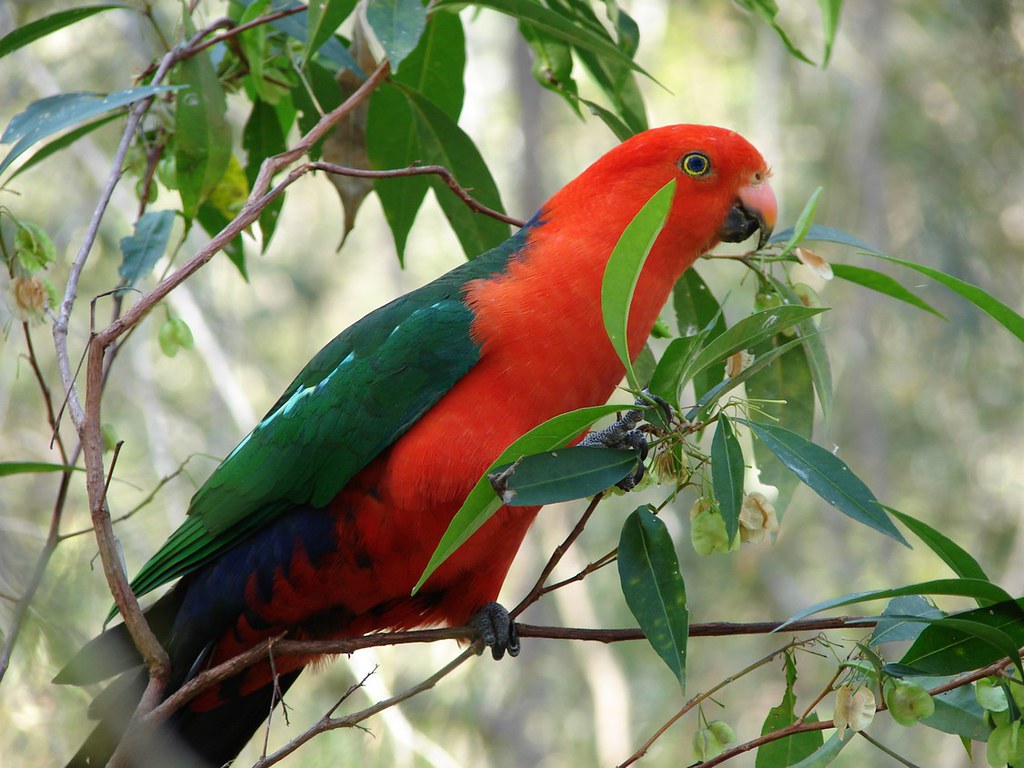 King Parrot. Australian King Parrot Alisterus Scapu