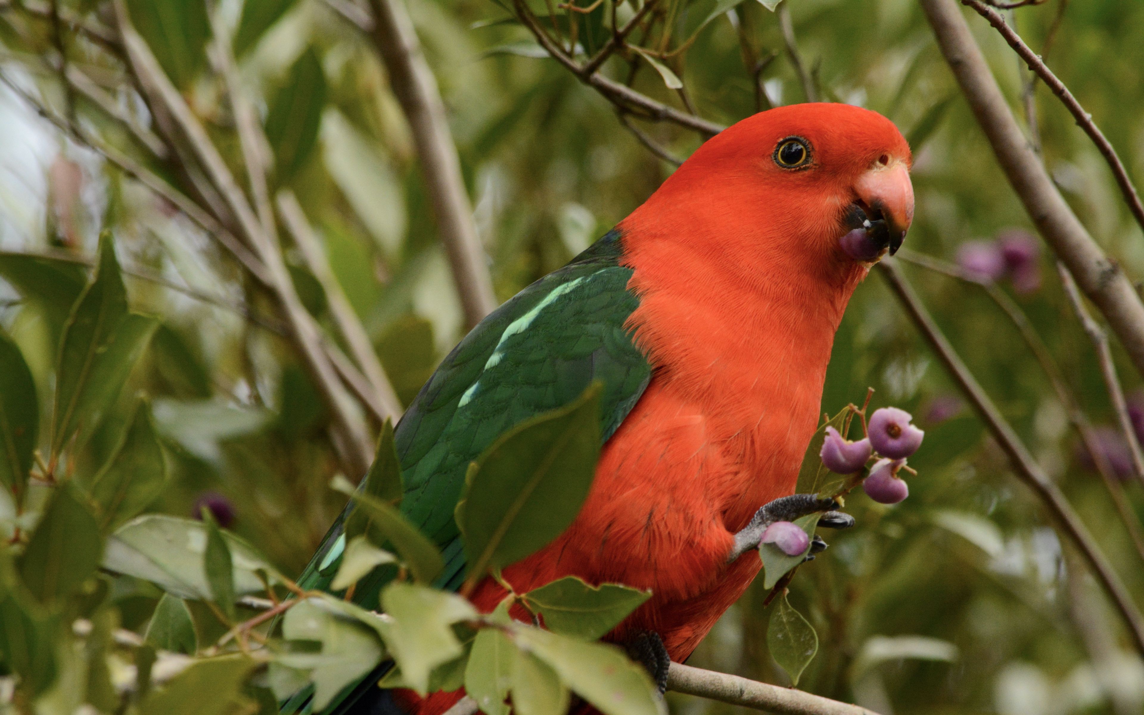 Australian King Parrot Wallpaper 4k Ultra HD