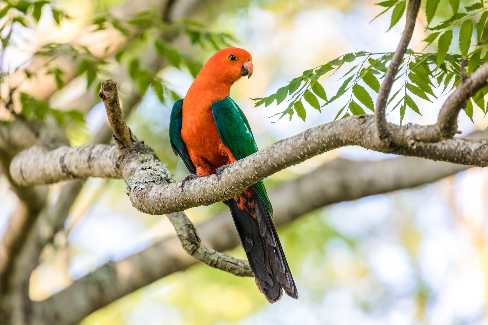 Australian King Parrot HD Wallpaper And Background