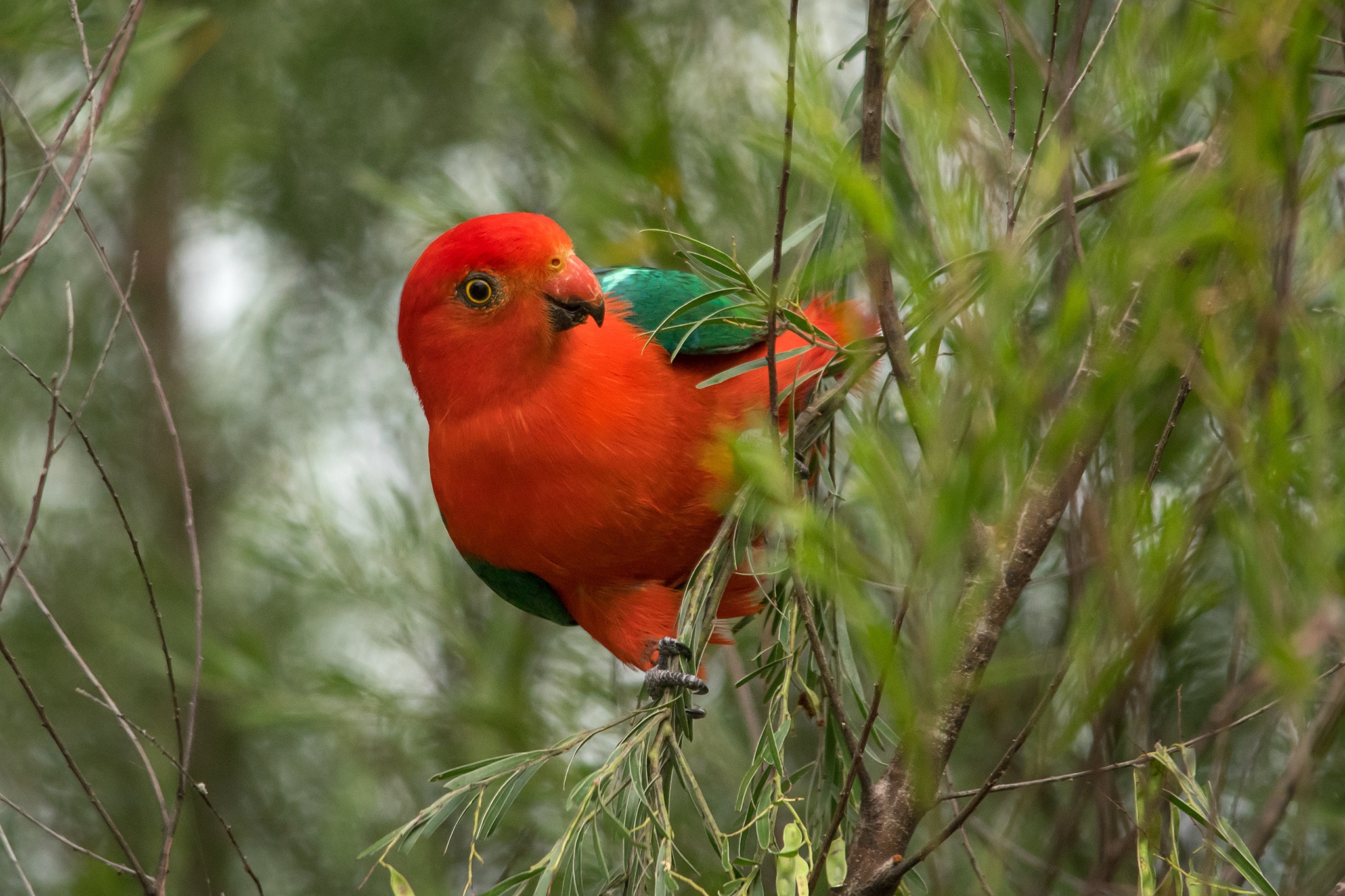 Australian King Parrot HD Wallpaper And Background