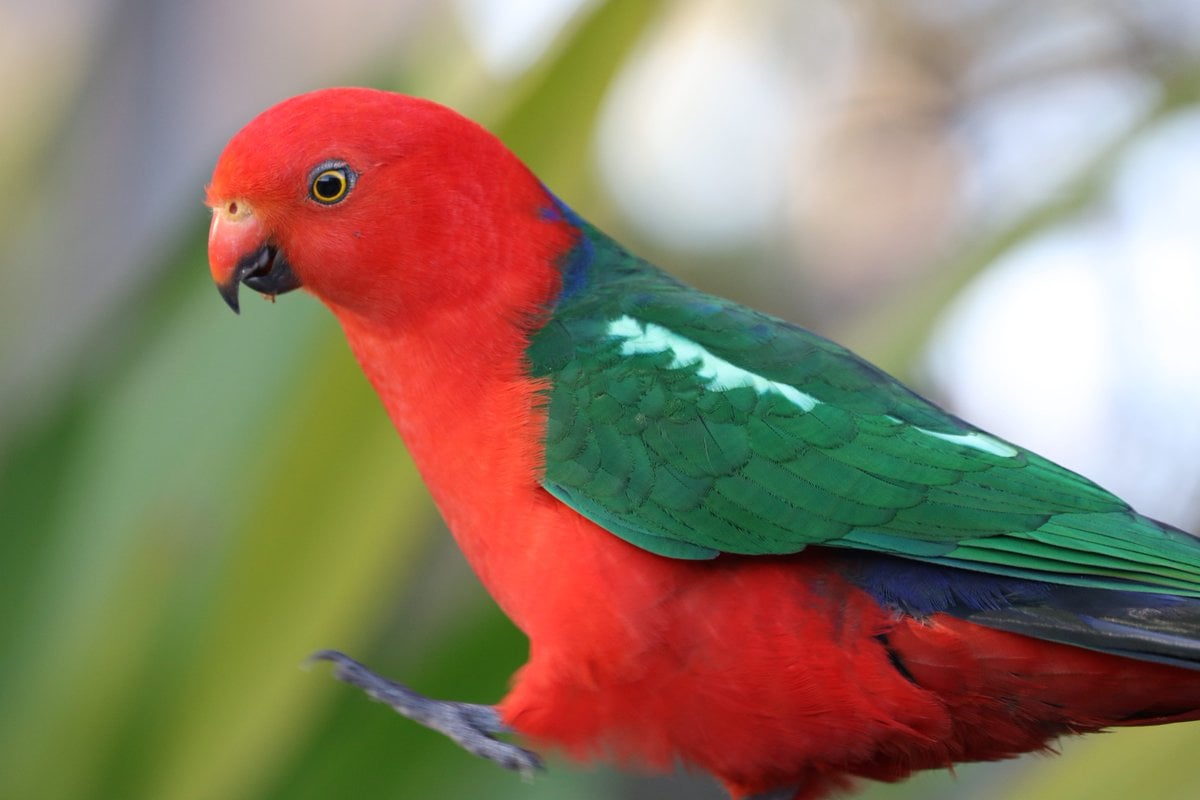 Australian King Parrot Wallpapers - Wallpaper Cave