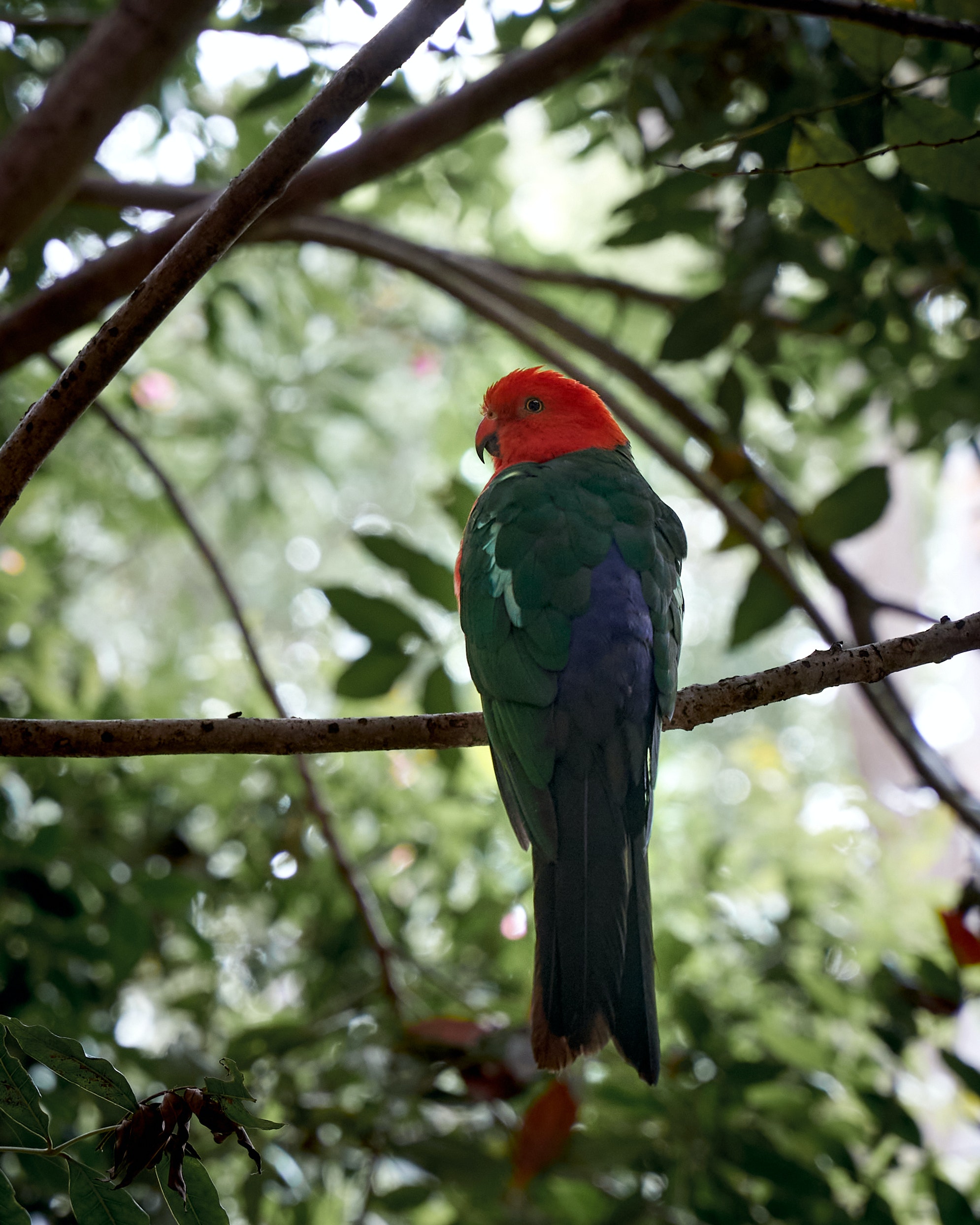 Australian King Parrot Photo, Download Free Australian King Parrot & HD Image