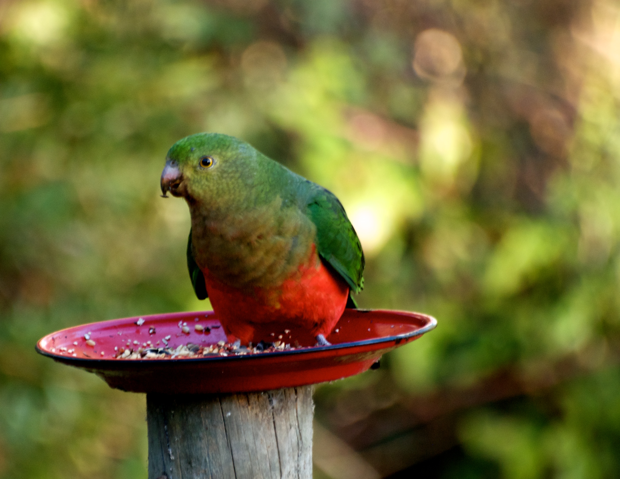 King Parrot HD Wallpaper