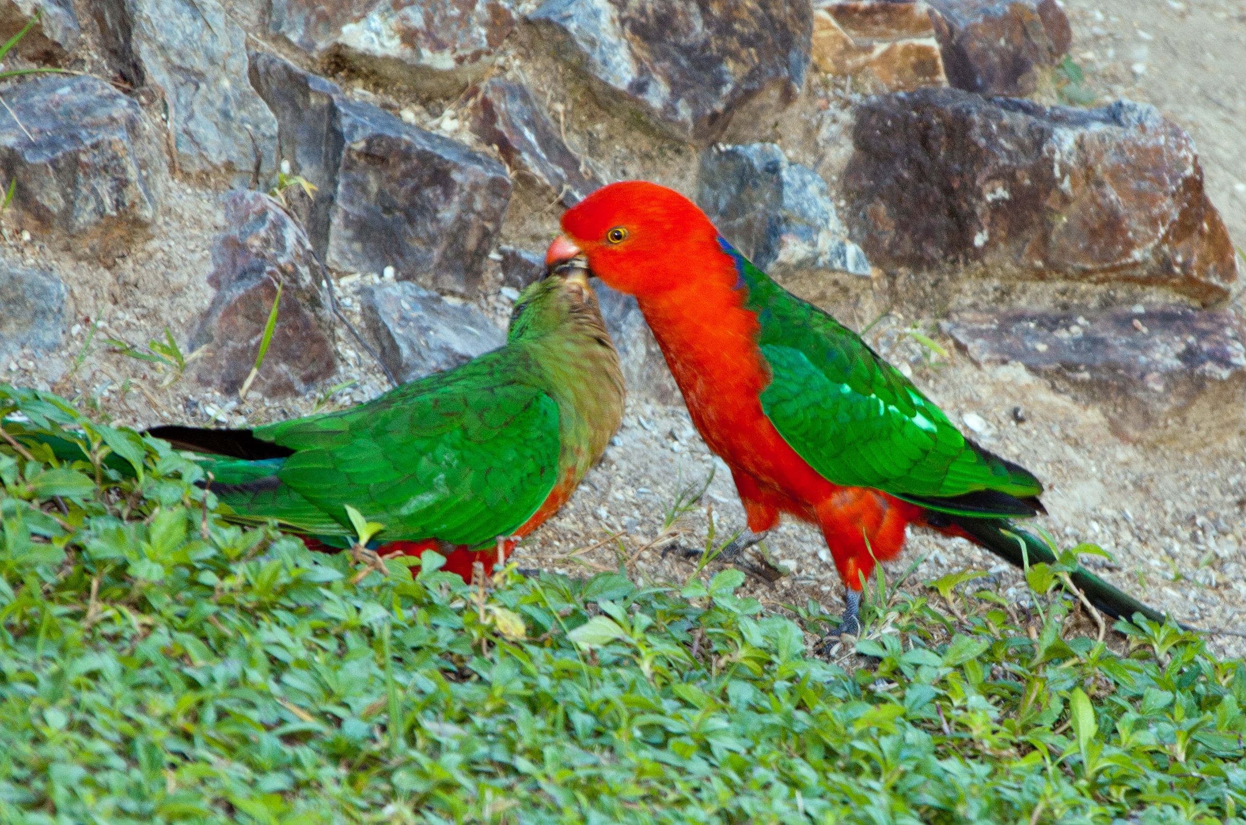 Australian King Parrot (Alisterus Scapularis). Parrot, Australian Birds, Parrot Bird
