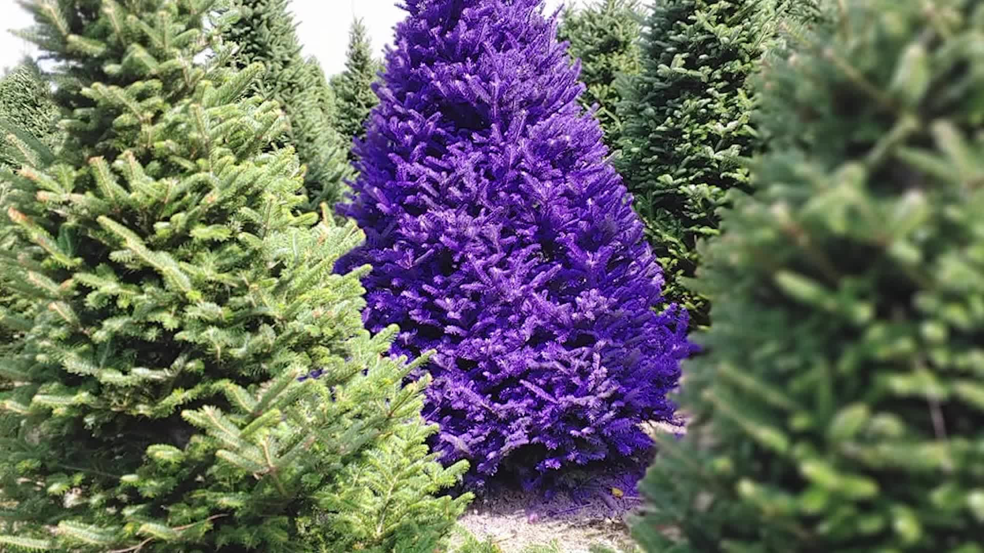 For Those Who Like The Non Traditional: A Purple Christmas Tree From The Weather Channel
