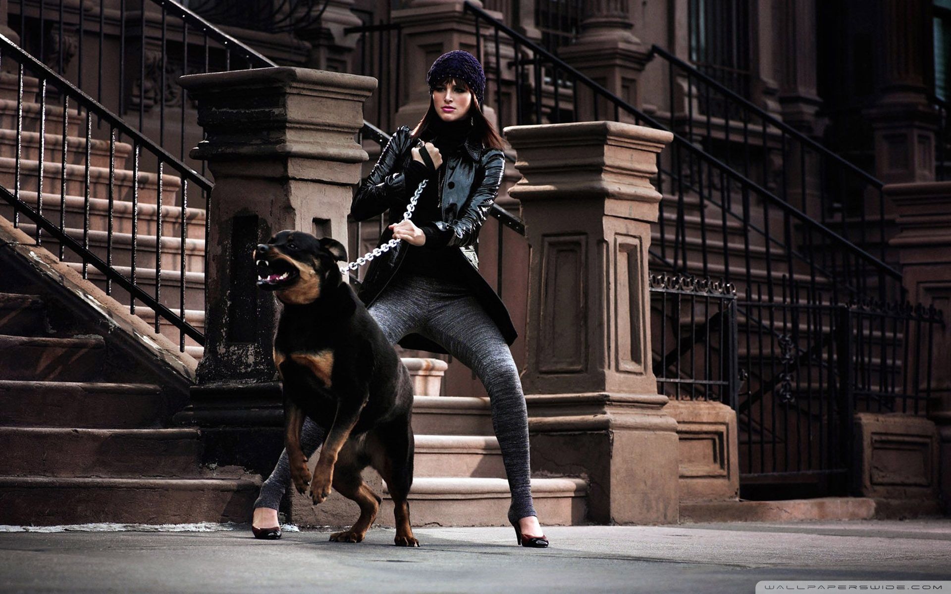 Angry Rottweiler Wallpaper