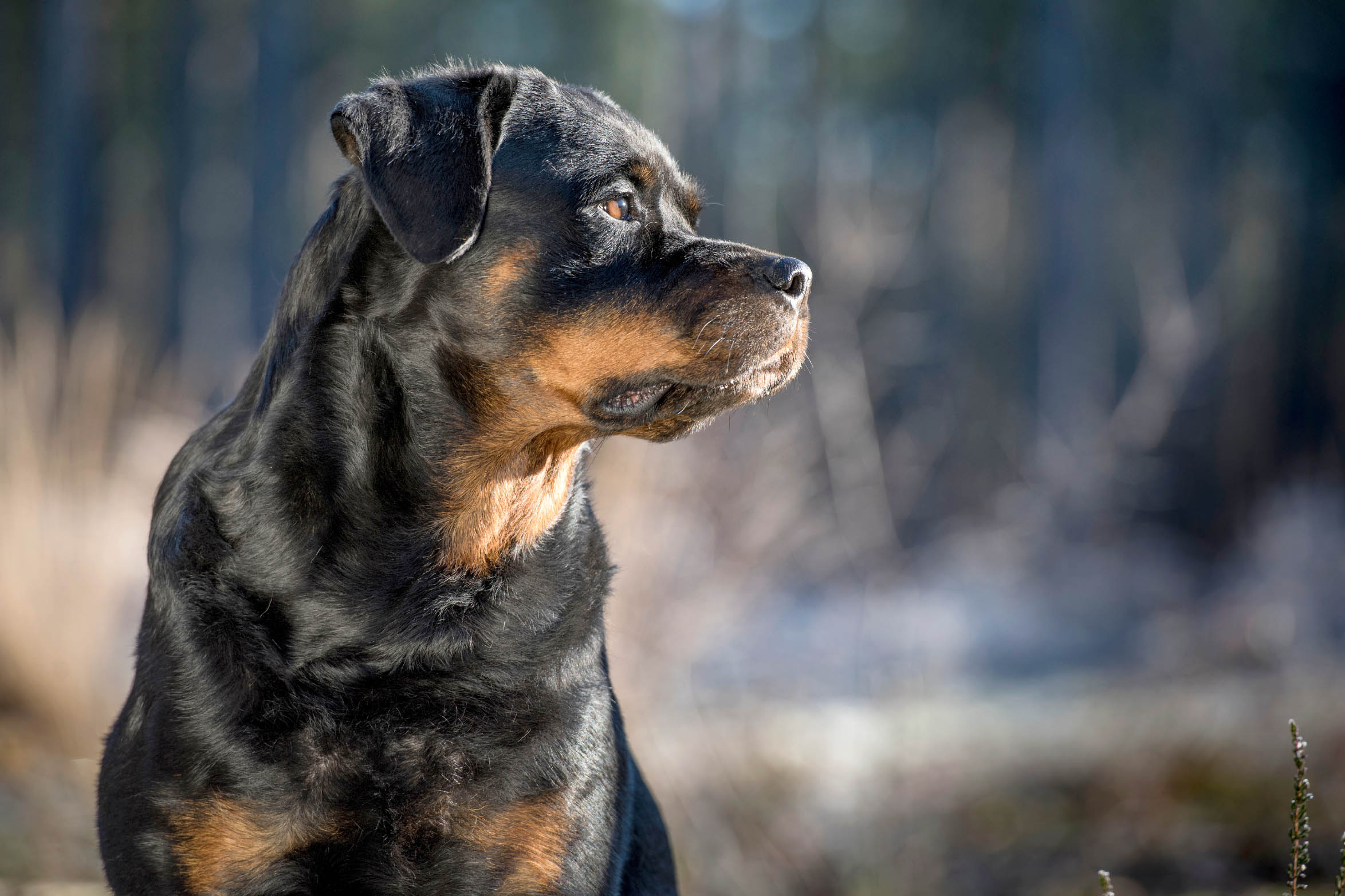 Radical R Names for Dogs, Djangles