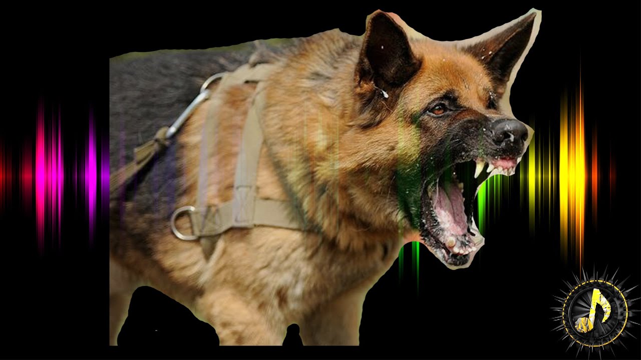 Angry Dogs Barking Sound Effect Dog Bark