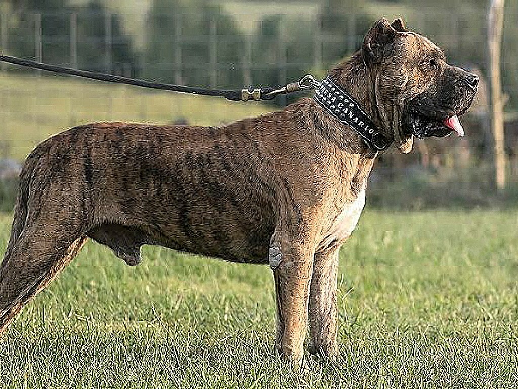 Most Dangerous Dog Breeds in the World (With Picture)