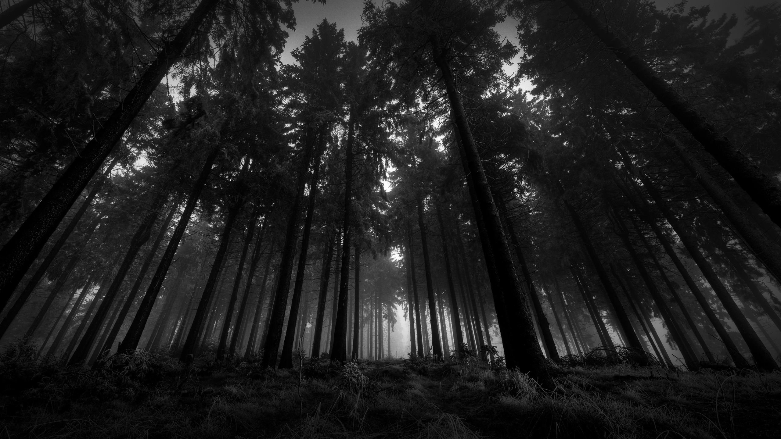 Dark Forest Wallpaper For Iphone For Widescreen Wallpaper