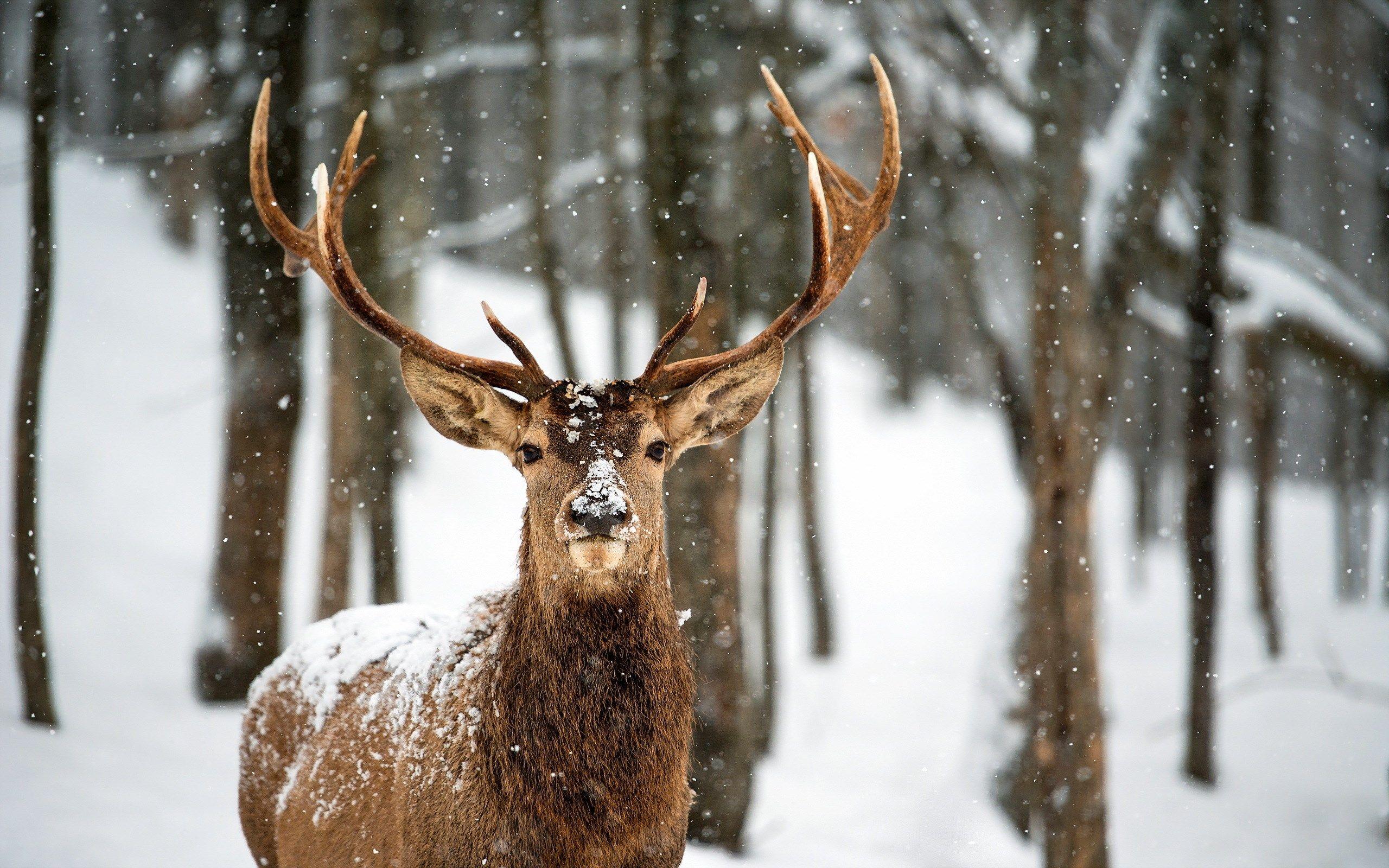 Deer in Snow Wallpaper