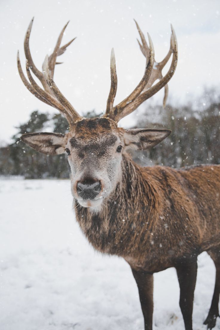 Soothing Photographs Of Magnificent Deer and Moose. Winter picture, Cute animals, Animals