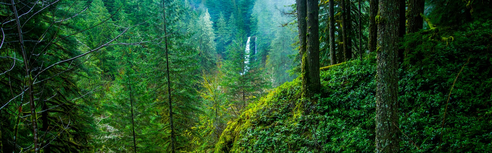 Pacific Northwest best free pacific northwest, tree, forest and united state photo