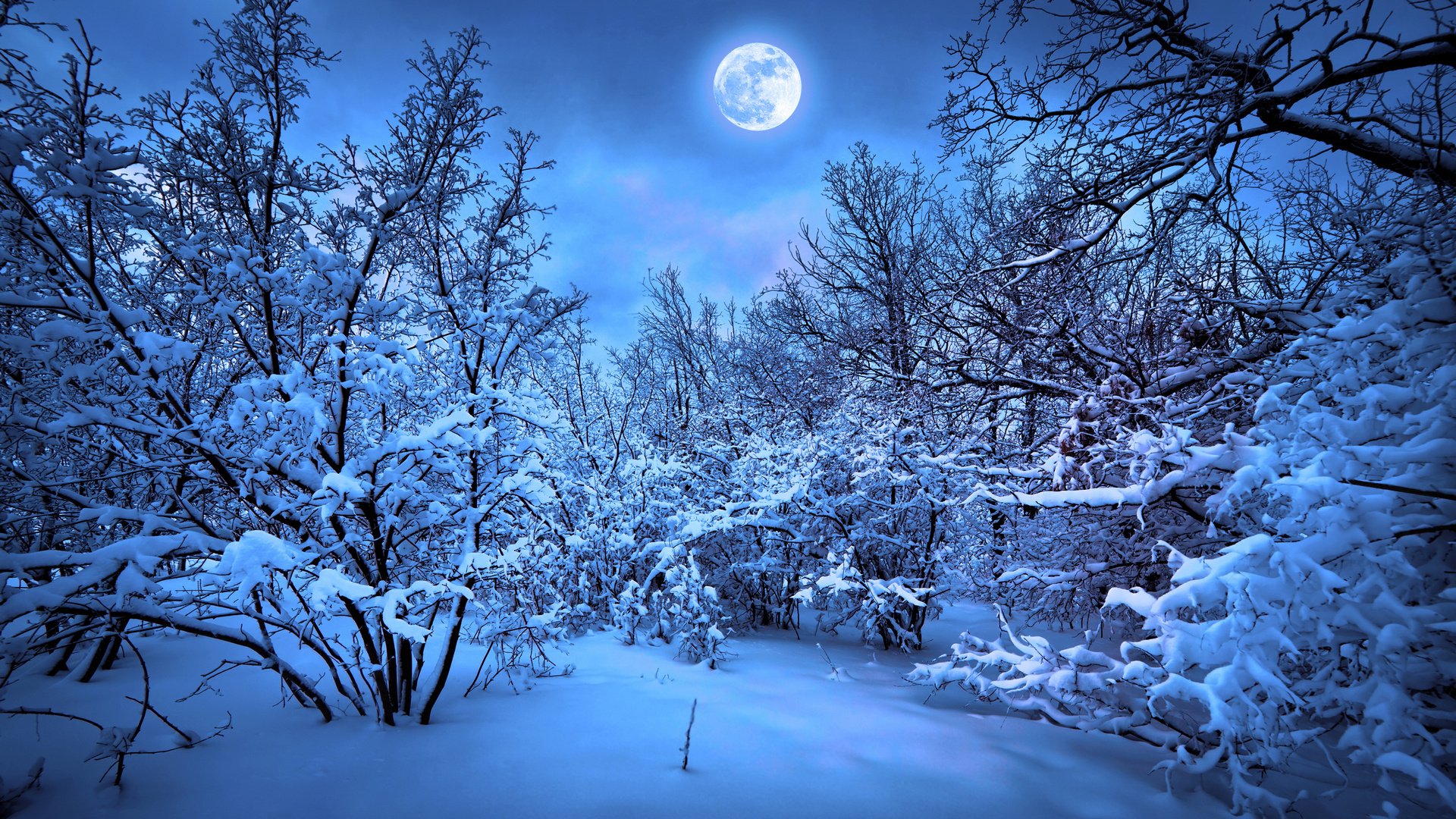 forest, Moon, Night, Snow, Winter Wallpaper HD / Desktop and Mobile Background