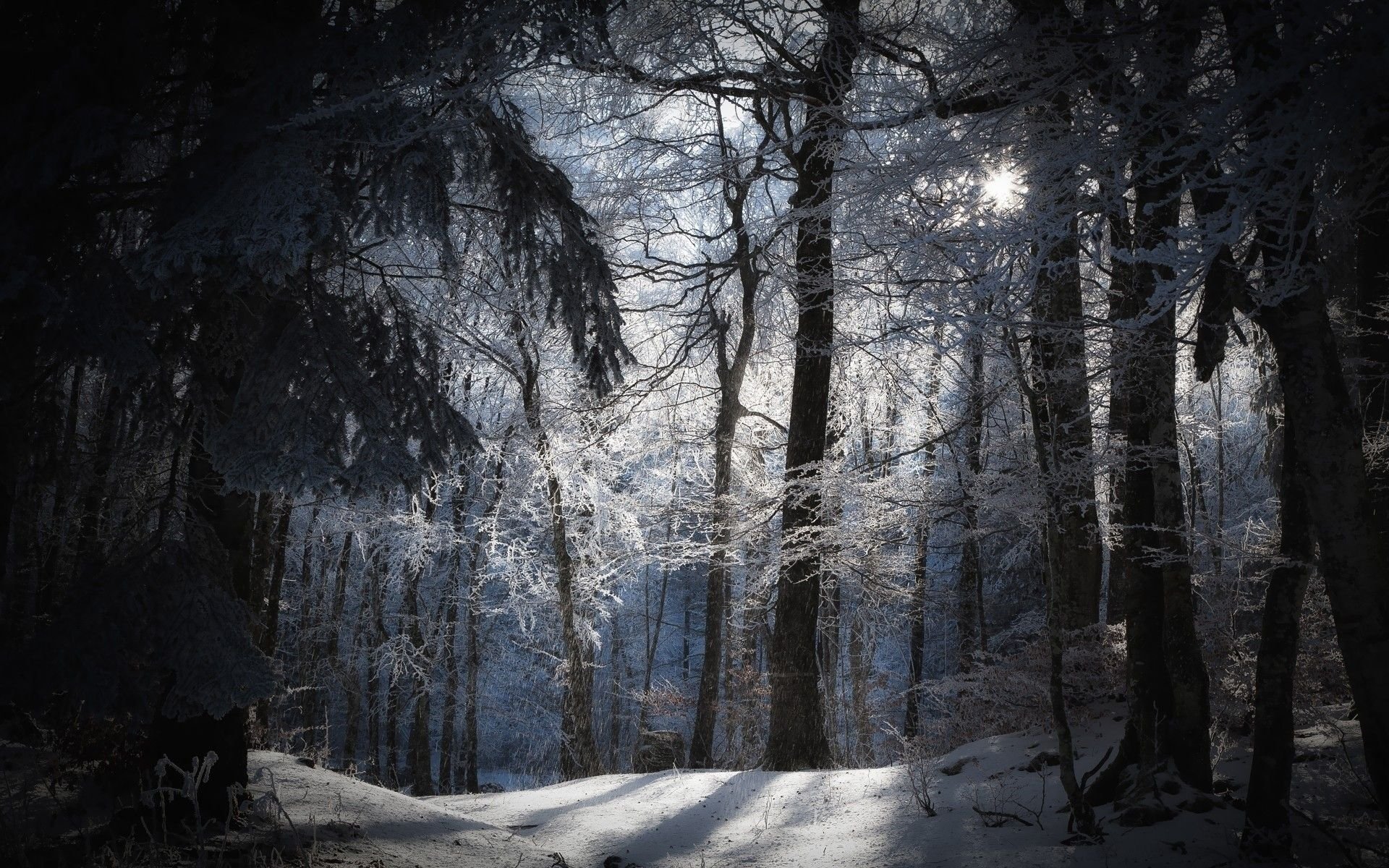 Winter Forest Wallpaper Free download