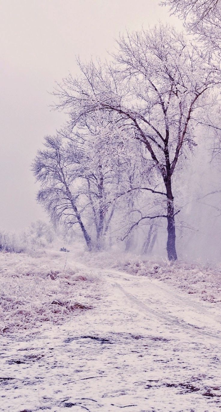 Winter Path Trees Landscape Wallpaper / Winter Path Trees L. IPhone Wallpaper Winter, Android Wallpaper Winter, Landscape Trees