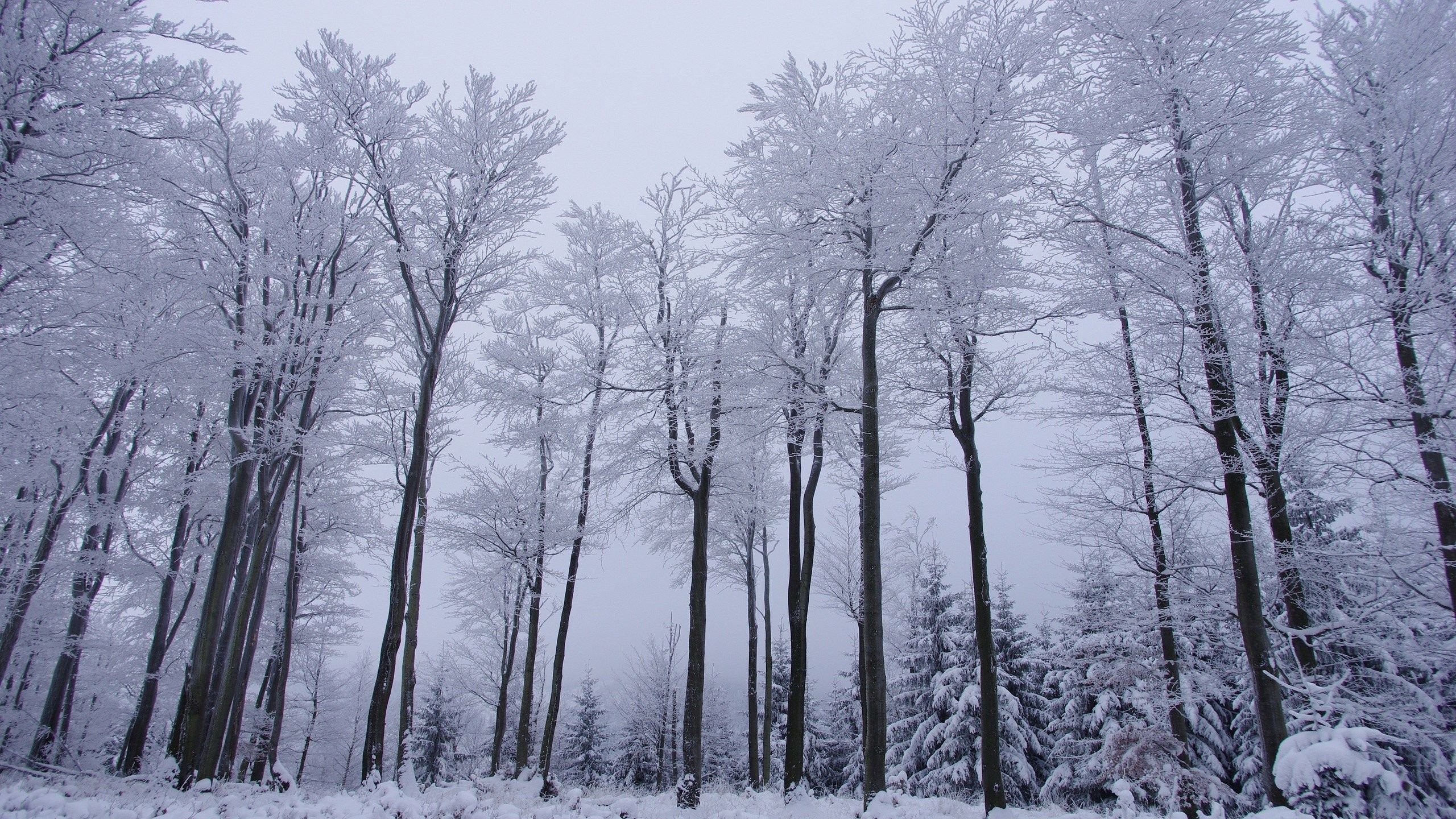 background winter scene 2560x1440. Winter forest, Landscape, Winter trees