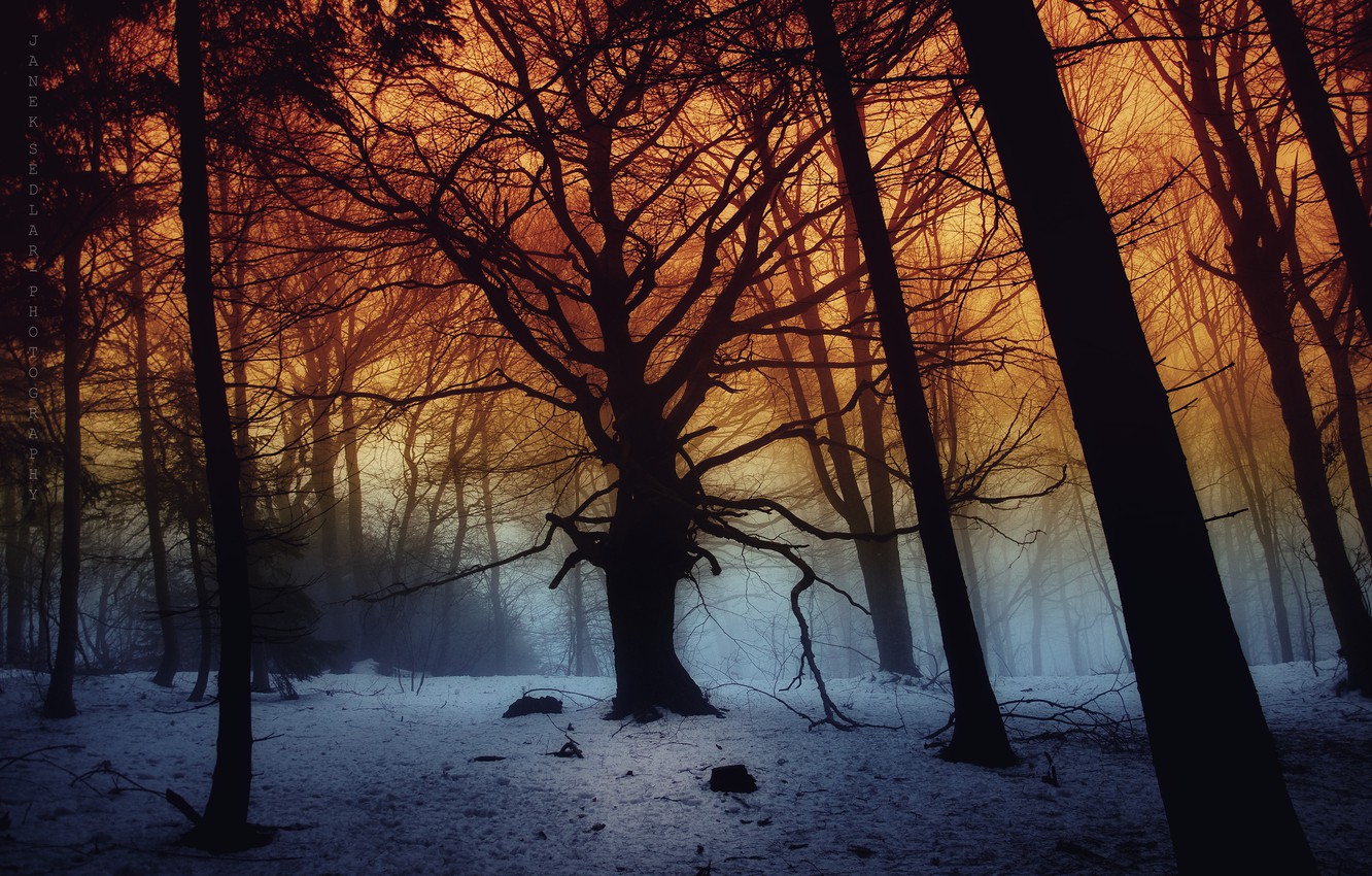 Wallpaper dark, forest, trees, snow, fog image for desktop, section пейзажи