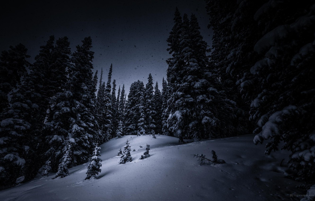 Wallpaper winter, forest, snow, trees, night, tree image for desktop, section природа