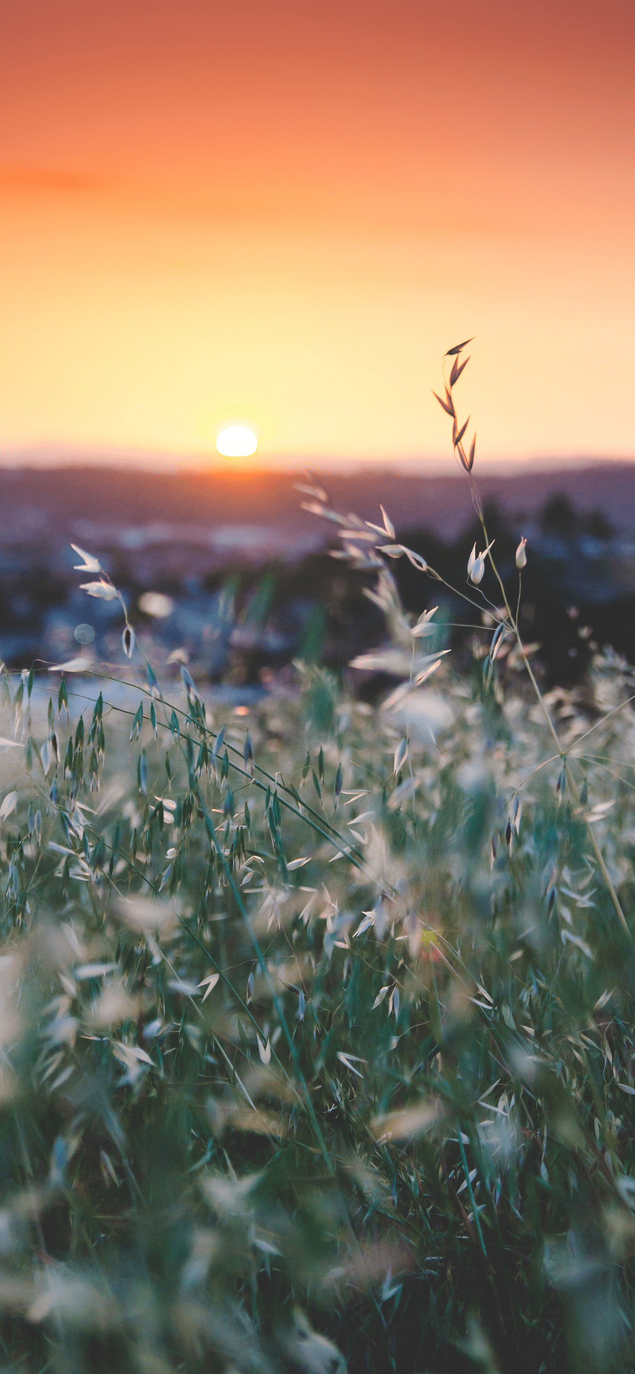 Sunset Wallpaper for iPhone 11, Pro Max, X, 8, 7, 6