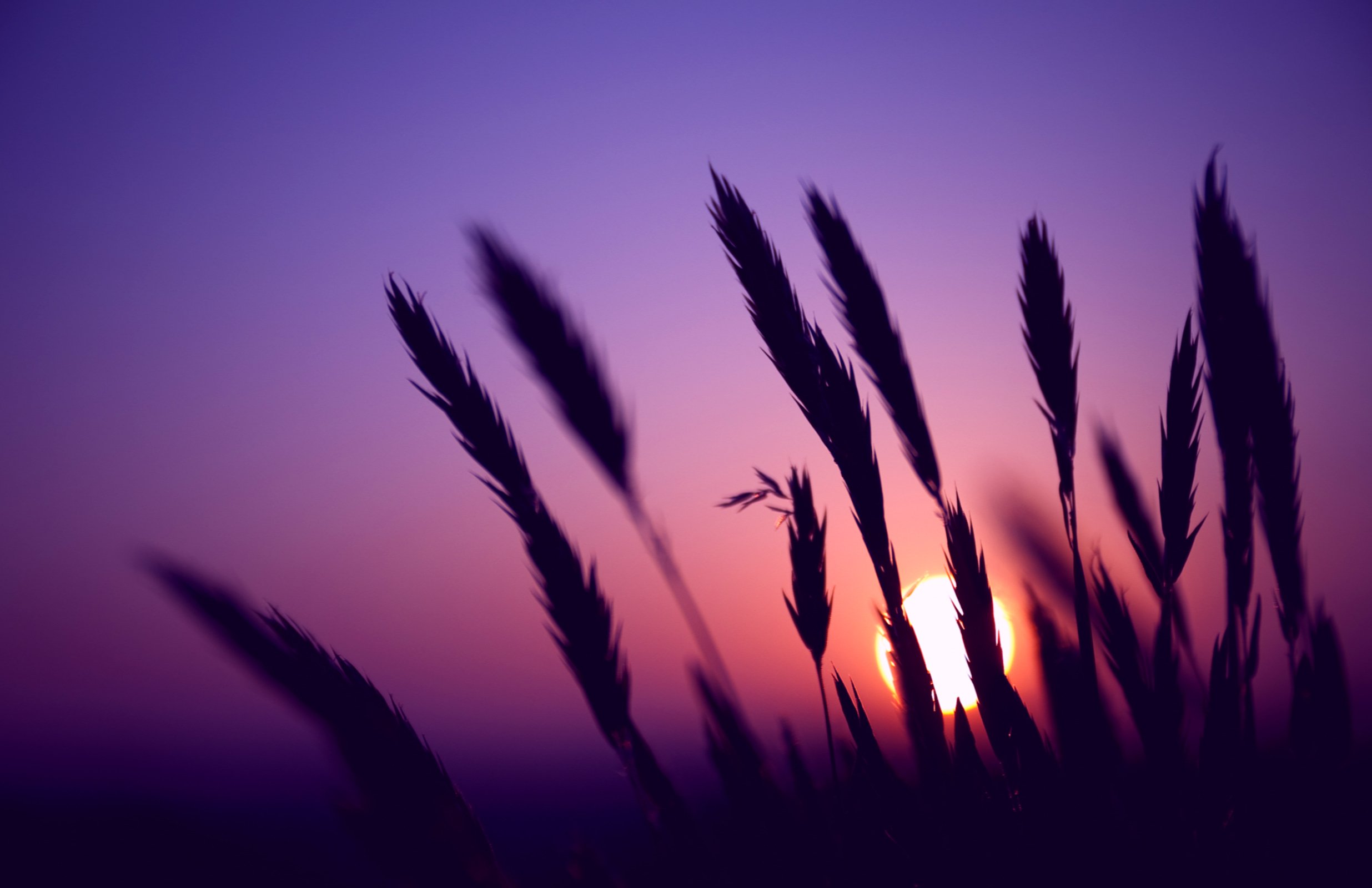 Amazing HD and QHD sunset wallpaper