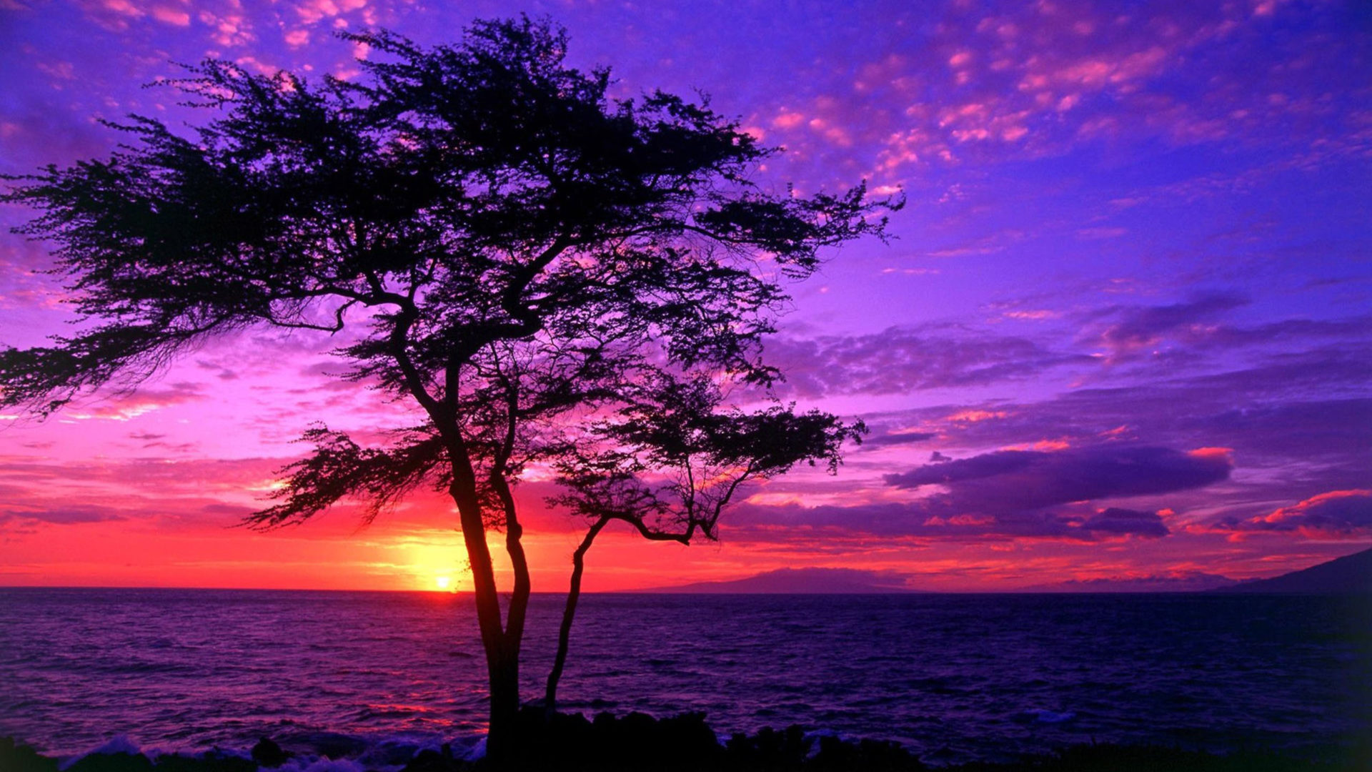 Beautiful Scenery Tree Sea Sunset