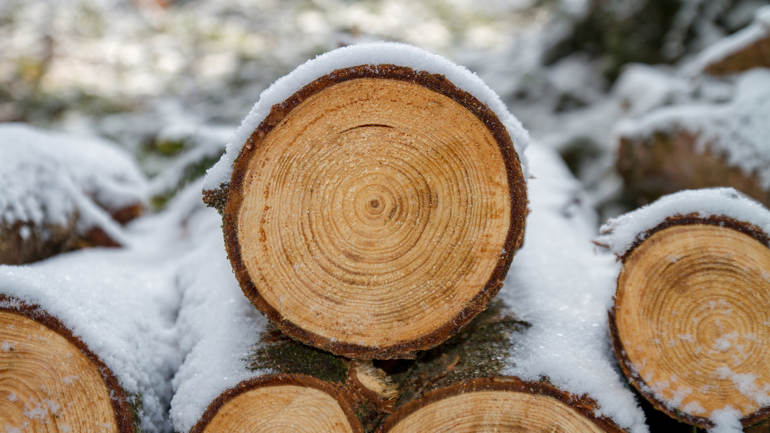 Winter Wood 2K Wallpaper x 1440 pxK