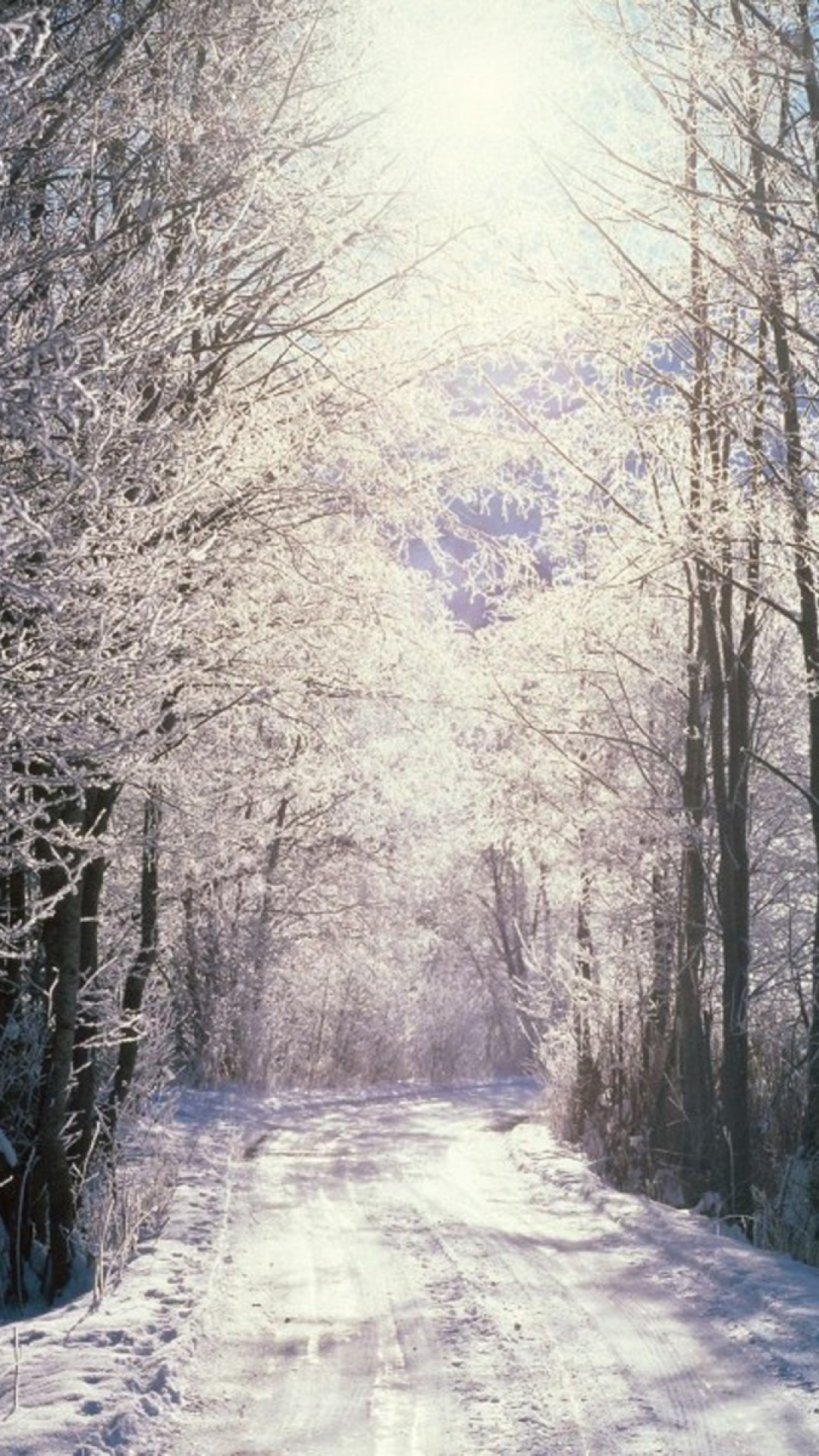 White winter Woods