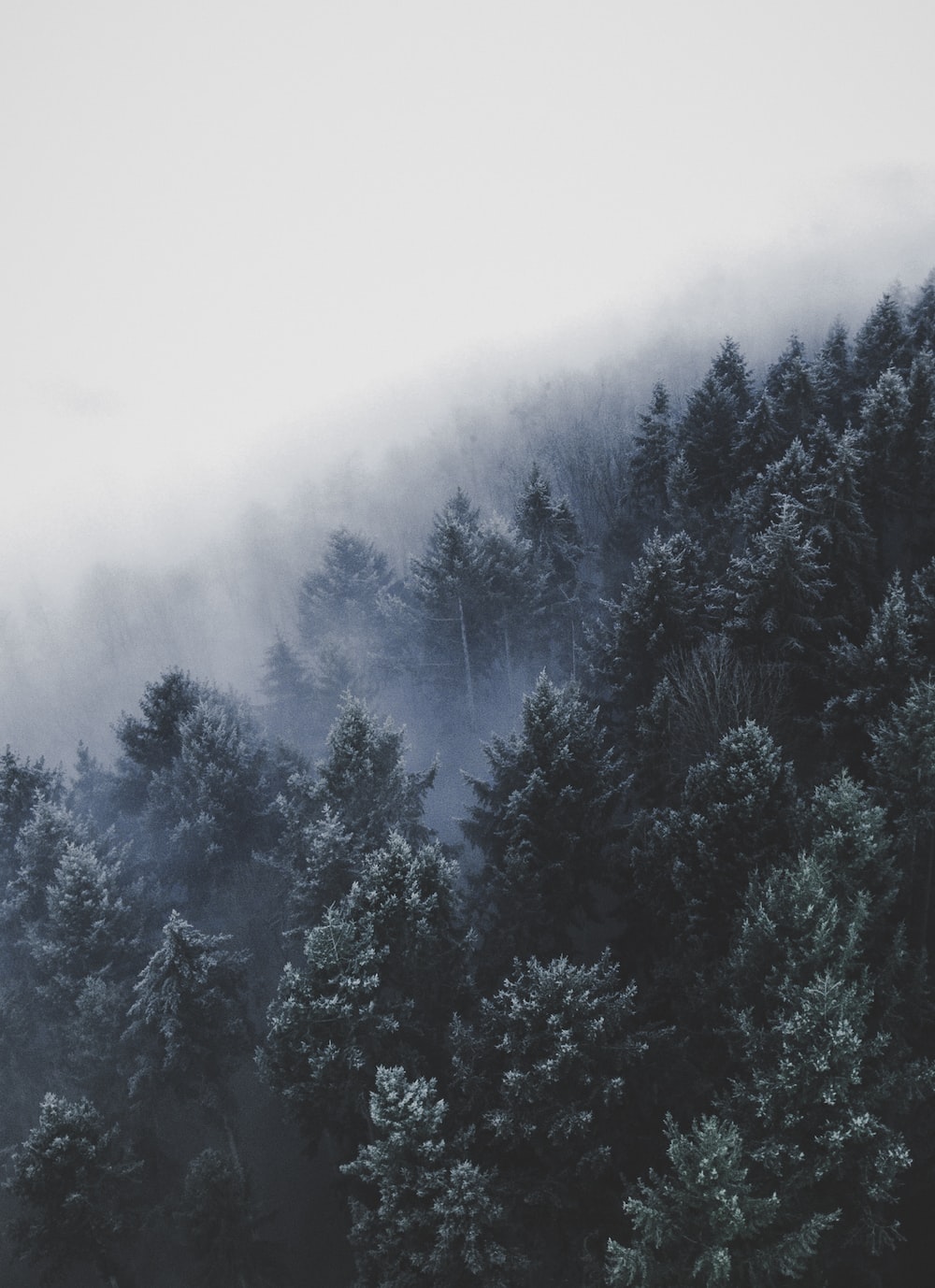 Winter Wood Picture. Download Free Image