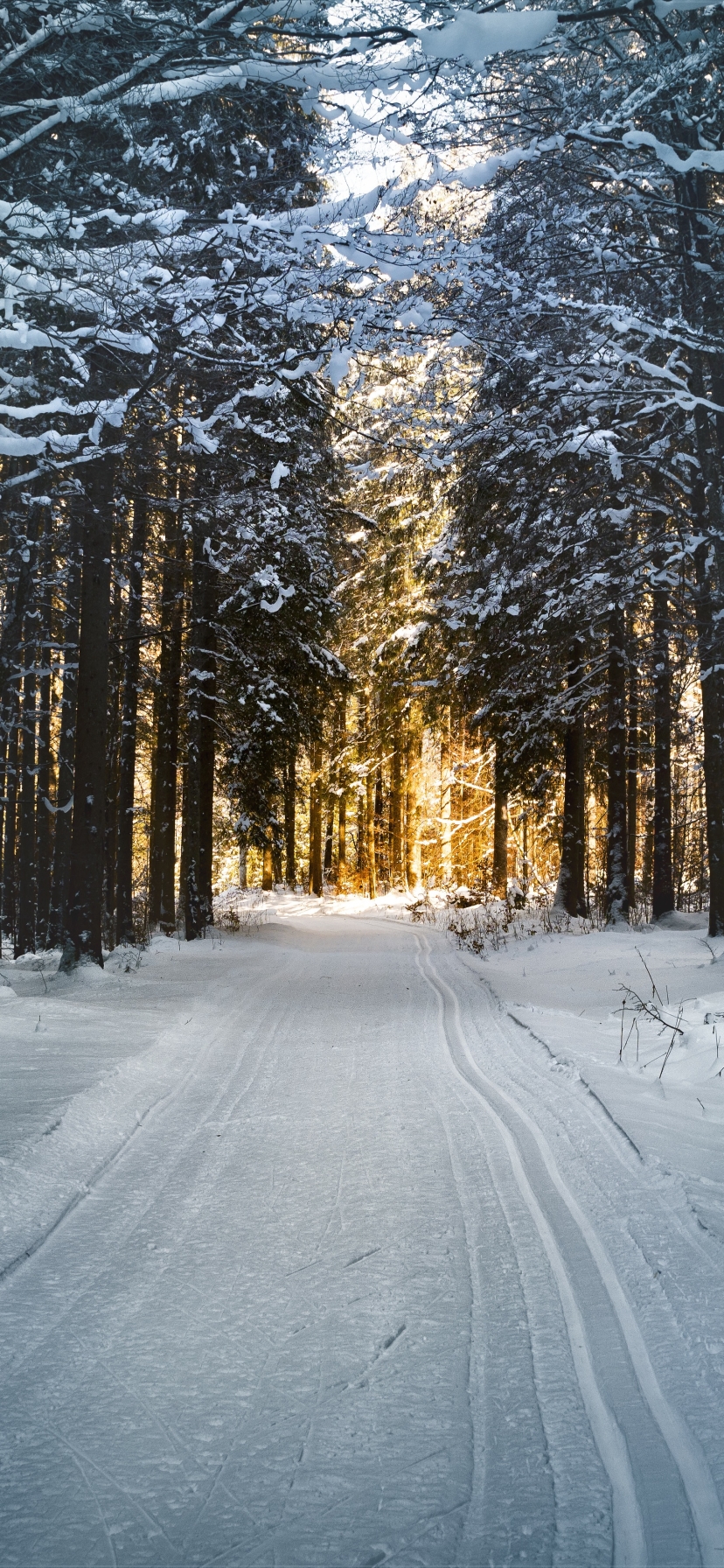 Winter Phone Wallpaper