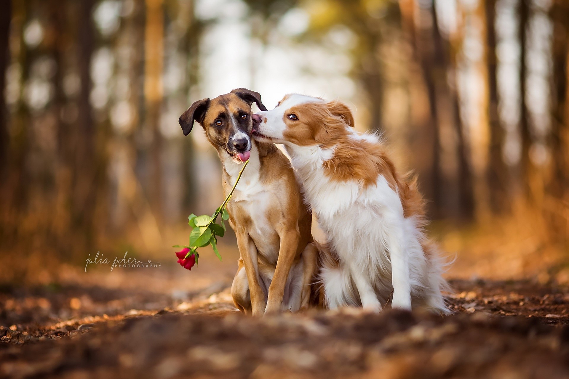 Dogs, Love, Roses, Two Gallery HD Wallpaper