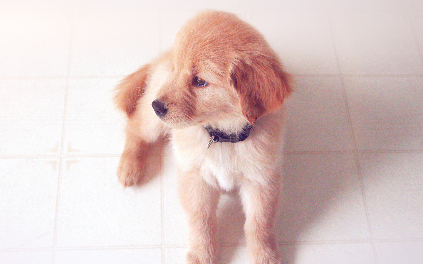 wallpaper for desktop, laptop. puppy love cute animal nature sitting dog blue