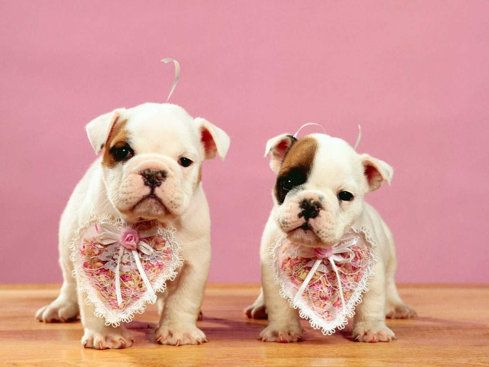 Dogs Wallpaper: Be Our Valentines. Animal valentine, Cute animals, Bulldog