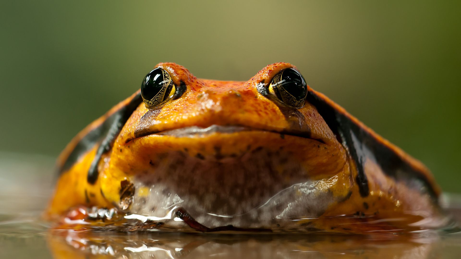 Download wallpaper 1920x1080 frog, toad, eyes full hd, hdtv, fhd, 1080p HD background