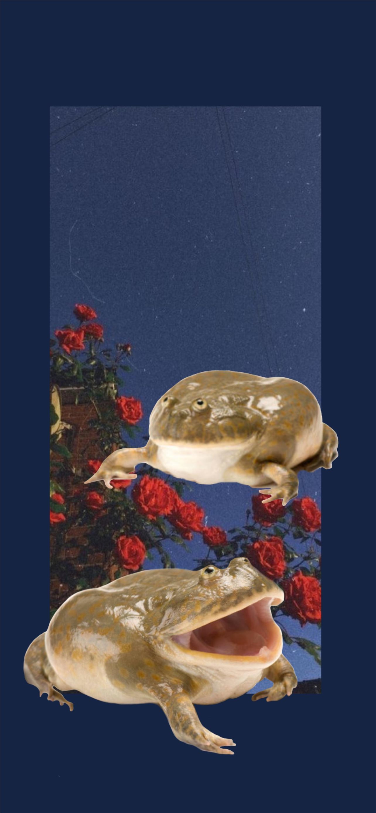 Best Toads iPhone HD Wallpaper